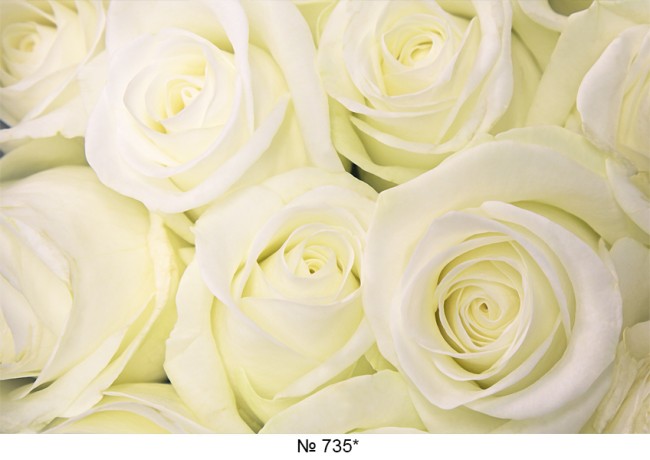 Фотообои Цветы F735